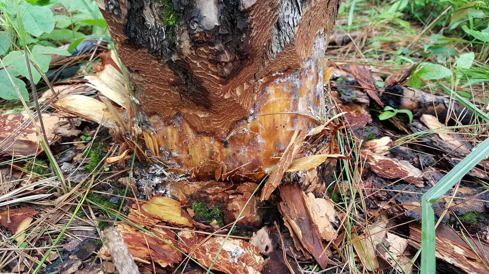 Rừng phòng hộ ở Lâm Đồng bị "giết chết" như thế nào? ảnh 13