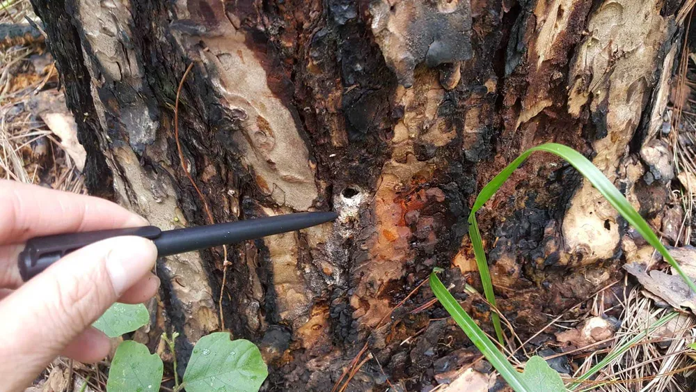 Rừng phòng hộ ở Lâm Đồng bị "giết chết" như thế nào? ảnh 14