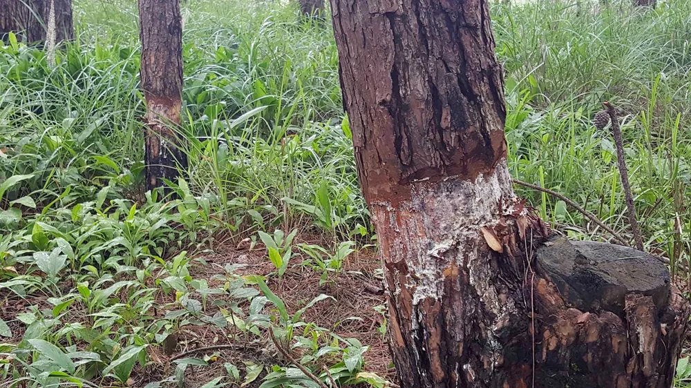 Rừng phòng hộ ở Lâm Đồng bị "giết chết" như thế nào? ảnh 15