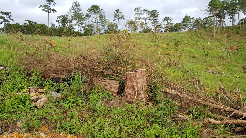 Rừng phòng hộ ở Lâm Đồng bị "giết chết" như thế nào? ảnh 17