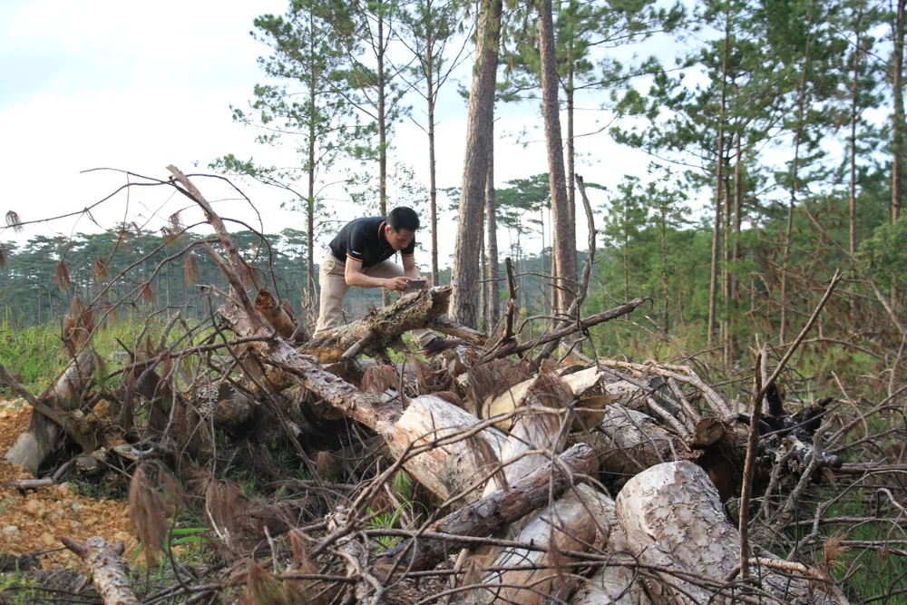 Rừng phòng hộ ở Lâm Đồng bị "giết chết" như thế nào? ảnh 18