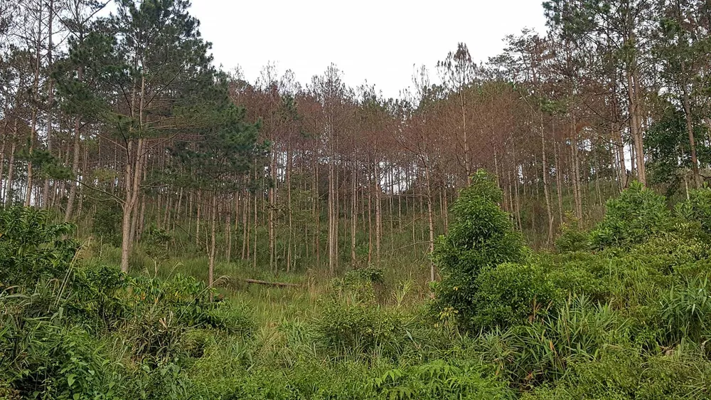 Rừng phòng hộ ở Lâm Đồng bị "giết chết" như thế nào? ảnh 1