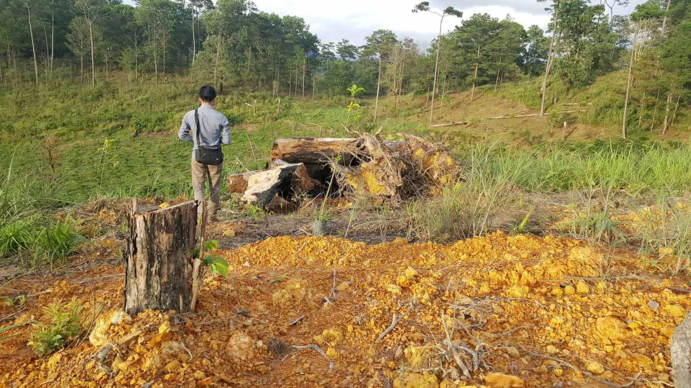 Rừng phòng hộ ở Lâm Đồng bị "giết chết" như thế nào? ảnh 3