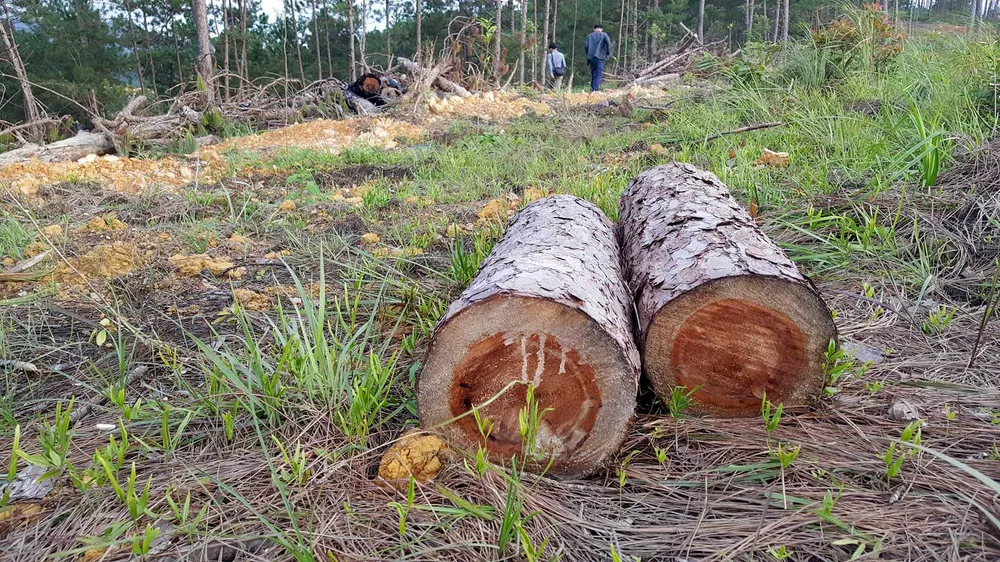 Rừng phòng hộ ở Lâm Đồng bị "giết chết" như thế nào? ảnh 5