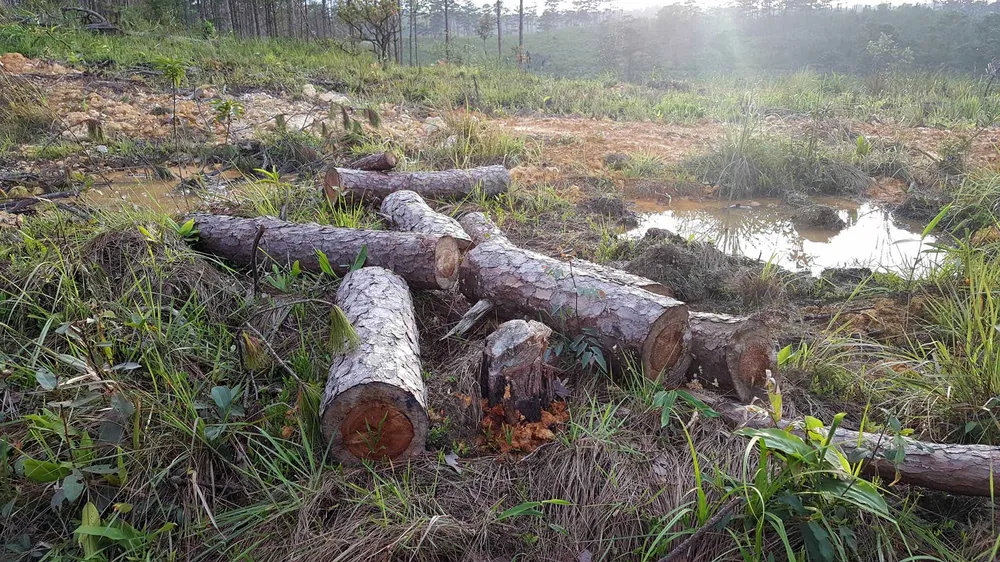 Rừng phòng hộ ở Lâm Đồng bị "giết chết" như thế nào? ảnh 4