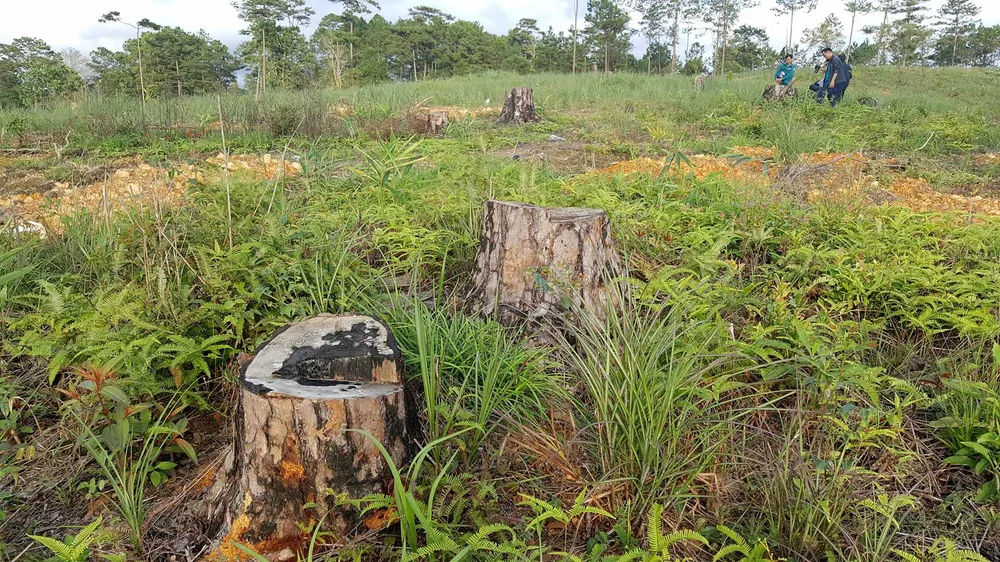 Rừng phòng hộ ở Lâm Đồng bị "giết chết" như thế nào? ảnh 8