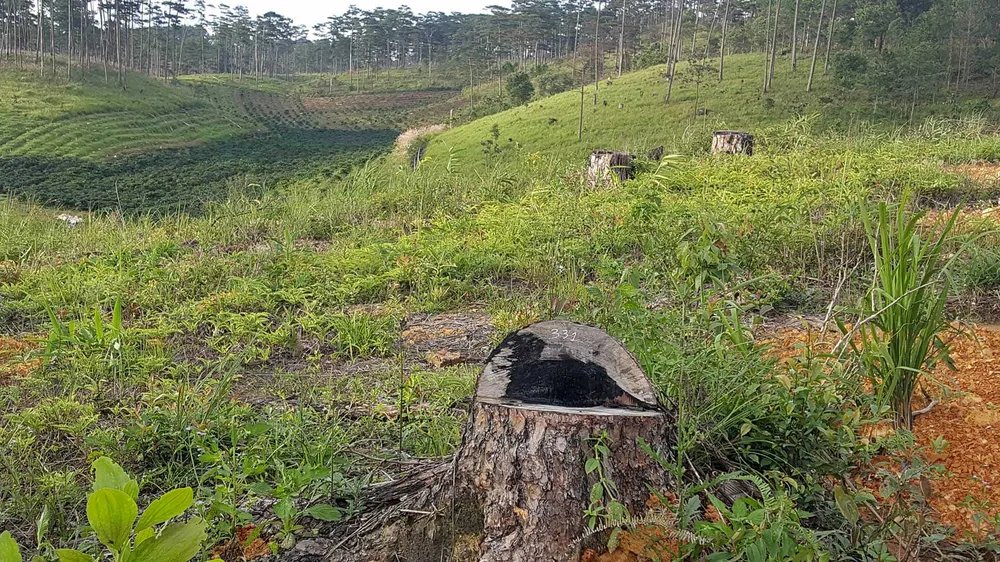 Rừng phòng hộ ở Lâm Đồng bị "giết chết" như thế nào? ảnh 7