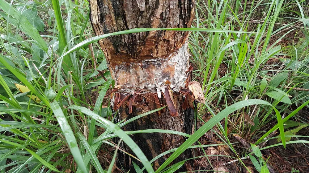 Rừng phòng hộ ở Lâm Đồng bị "giết chết" như thế nào? ảnh 9