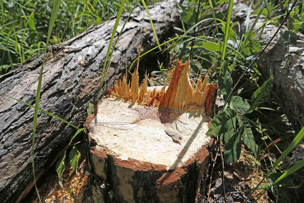 Rừng thông bị đốn hạ hàng loạt ảnh 2