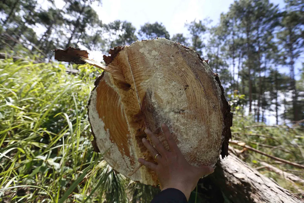 Điều tra, xử lý vụ phá rừng lấn đất xây nhà, trồng cà phê ảnh 2