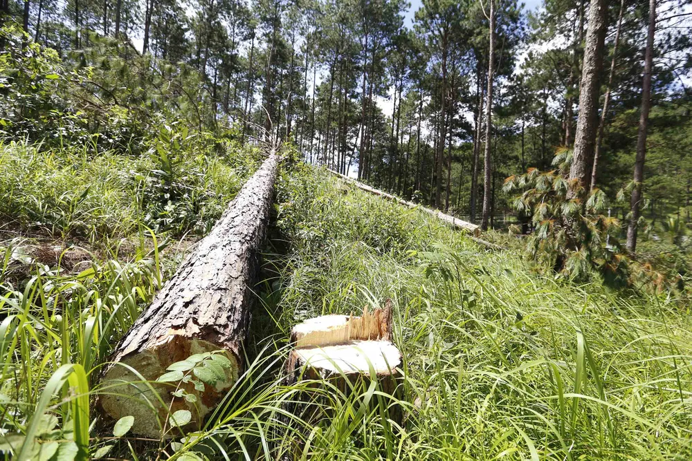 Rừng thông bị đốn hạ hàng loạt ảnh 4