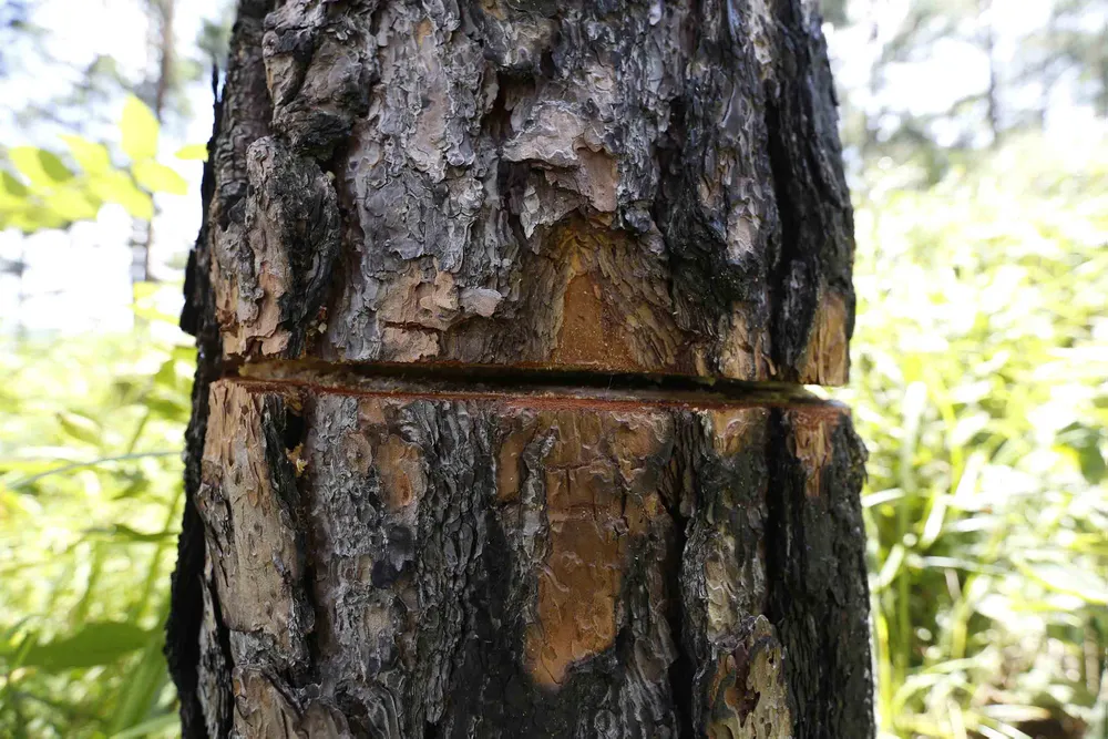 Điều tra, xử lý vụ phá rừng lấn đất xây nhà, trồng cà phê ảnh 4