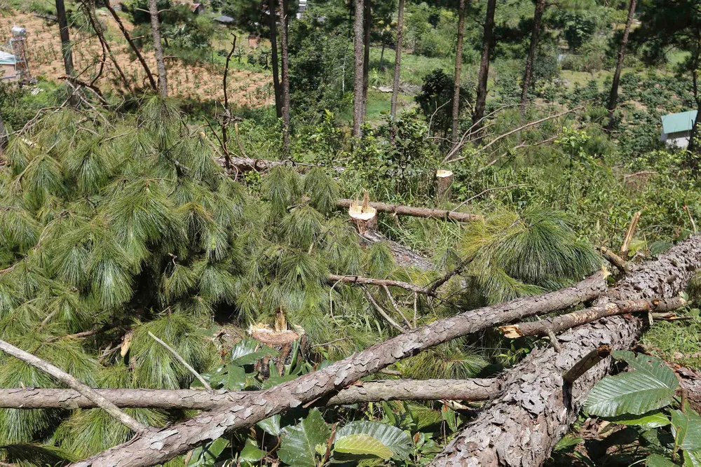 Điều tra, xử lý vụ phá rừng lấn đất xây nhà, trồng cà phê ảnh 3