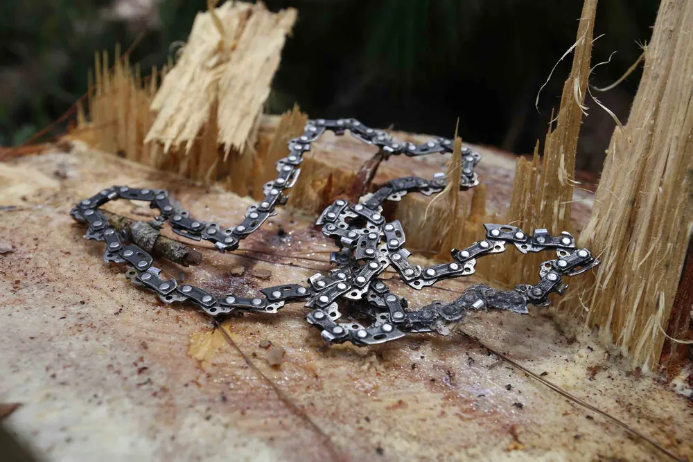 Rừng thông bị đốn hạ hàng loạt ảnh 7