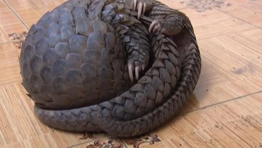 Thả 2 cá thể tê tê Java quý hiếm về rừng ảnh 1