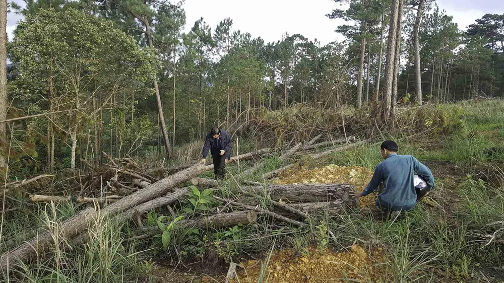 Khởi tố bị can phá gần 4ha rừng thông, chiếm đất ảnh 3