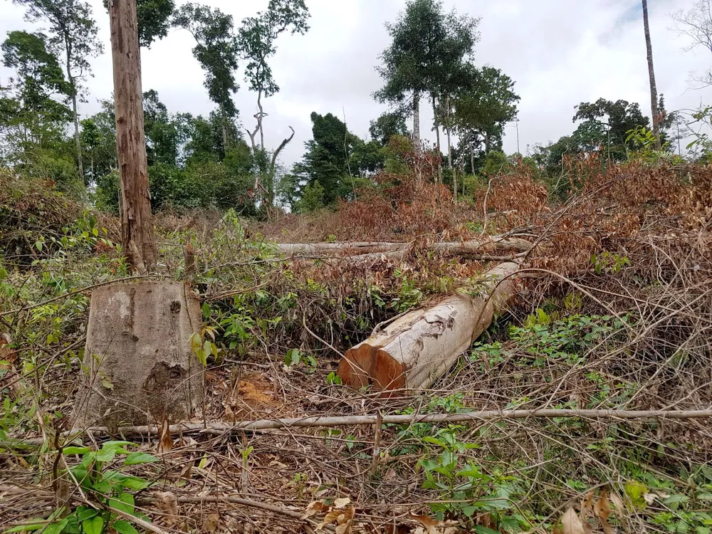 Phát hiện thêm 2 doanh nghiệp ở Lâm Đồng phá rừng trên đất dự án ảnh 1