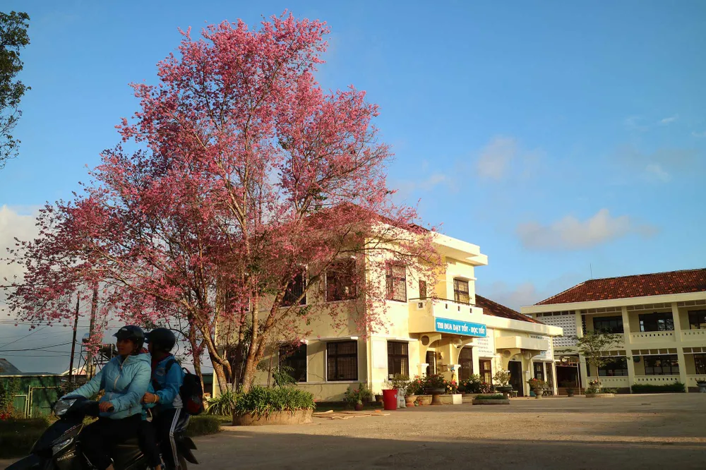 Mai anh đào đua nhau khoe sắc khắp Đà Lạt ảnh 13