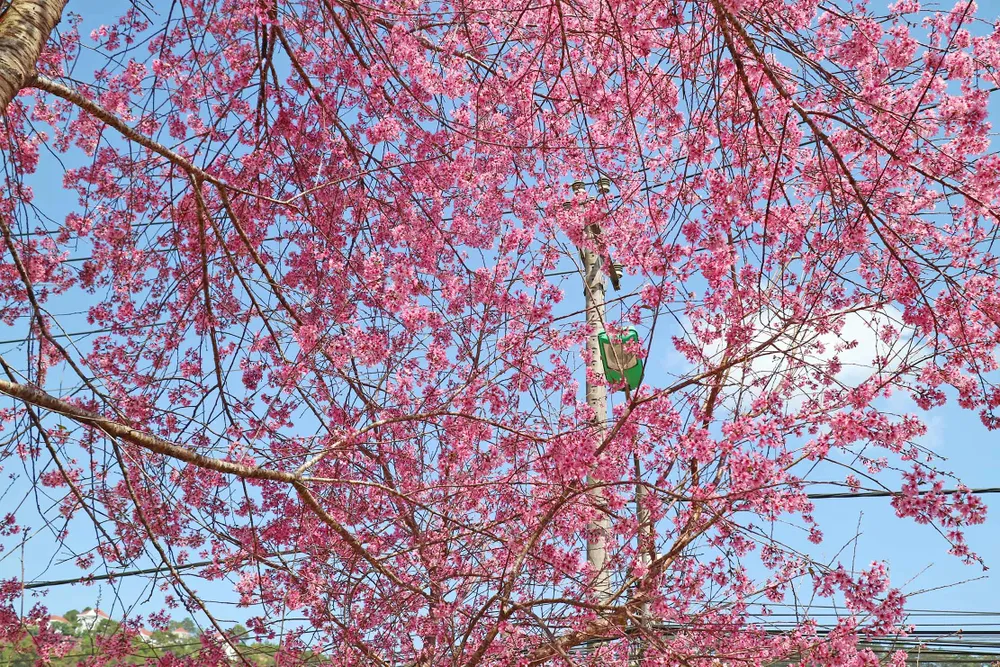 Mai anh đào đua nhau khoe sắc khắp Đà Lạt ảnh 10