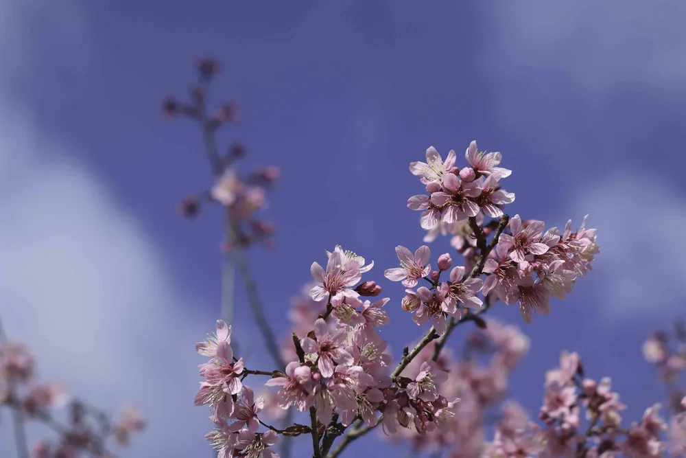 Mai anh đào đua nhau khoe sắc khắp Đà Lạt ảnh 11