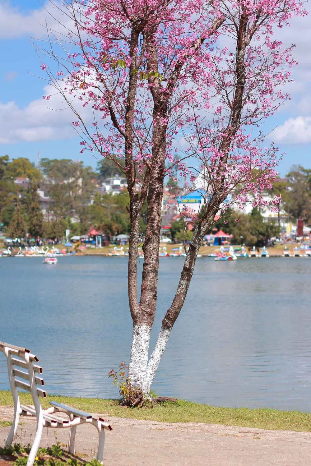 Mai anh đào đua nhau khoe sắc khắp Đà Lạt ảnh 3