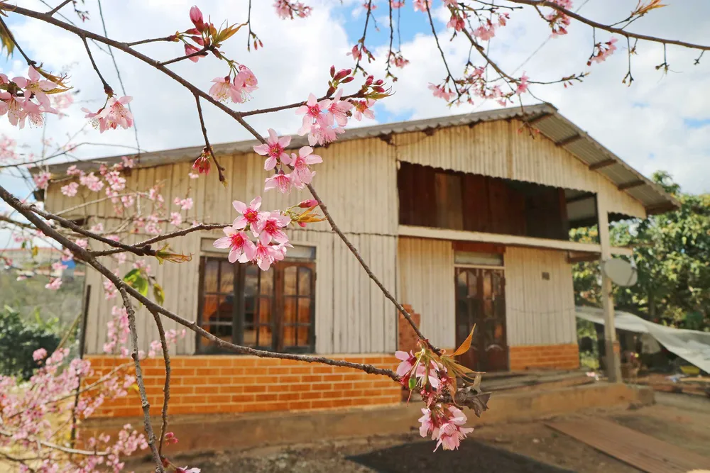 Mai anh đào đua nhau khoe sắc khắp Đà Lạt ảnh 6