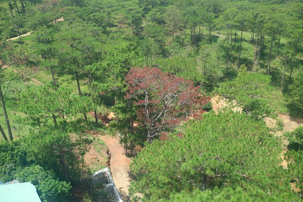 Hàng loạt cây thông ở Đà Lạt bị “bức tử” trong khu dân cư ảnh 10