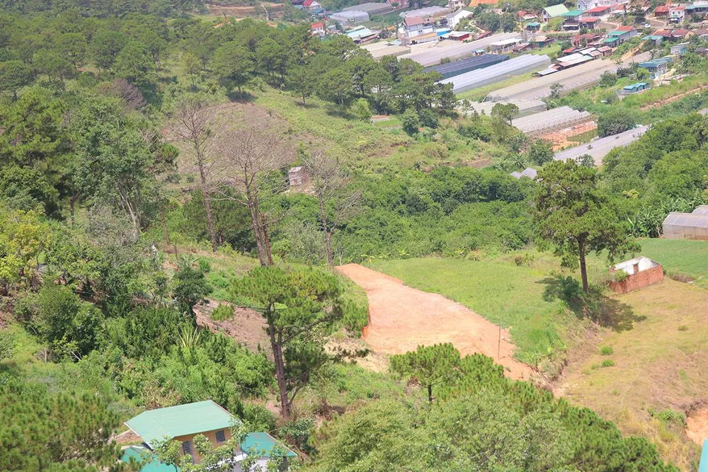 Hàng loạt cây thông ở Đà Lạt bị “bức tử” trong khu dân cư ảnh 12