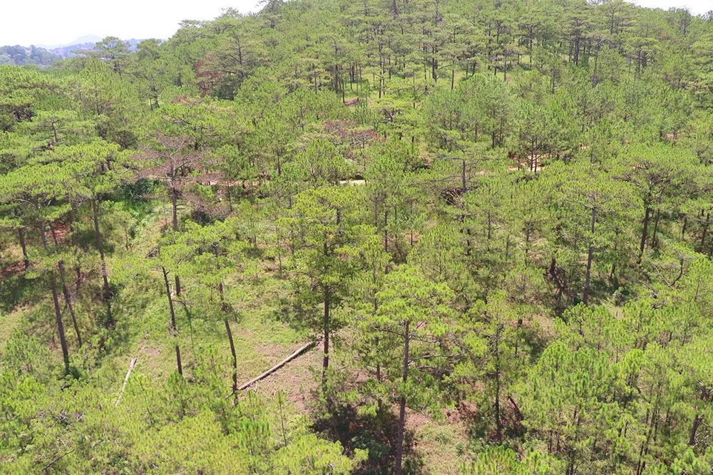 Hàng loạt cây thông ở Đà Lạt bị “bức tử” trong khu dân cư ảnh 13