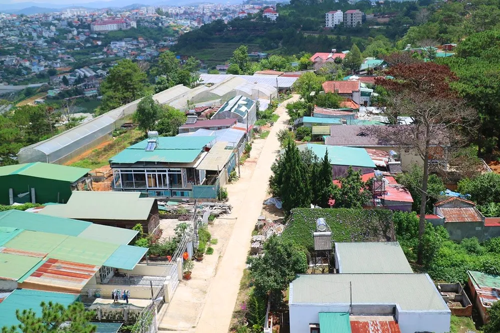 Hàng loạt cây thông ở Đà Lạt bị “bức tử” trong khu dân cư ảnh 3