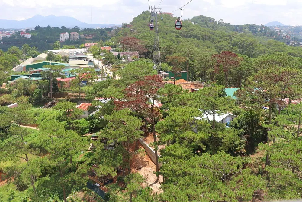 Hàng loạt cây thông ở Đà Lạt bị “bức tử” trong khu dân cư ảnh 4