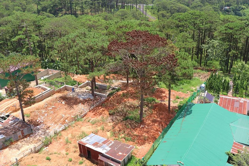 Hàng loạt cây thông ở Đà Lạt bị “bức tử” trong khu dân cư ảnh 6