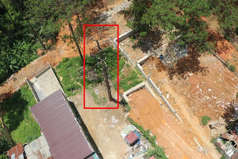 Hàng loạt cây thông ở Đà Lạt bị “bức tử” trong khu dân cư ảnh 7