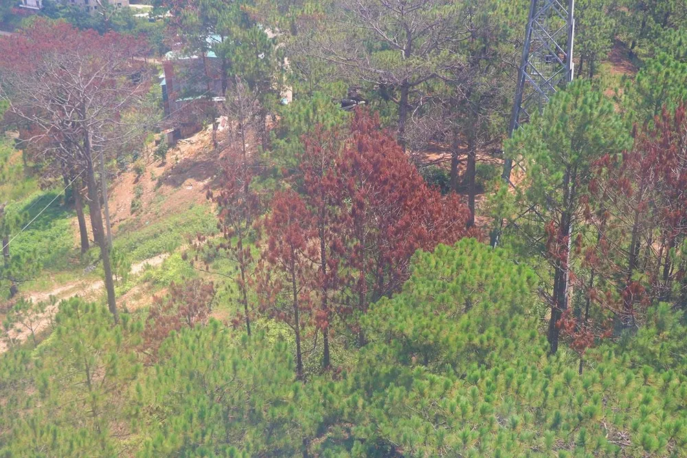 Hàng loạt cây thông ở Đà Lạt bị “bức tử” trong khu dân cư ảnh 8