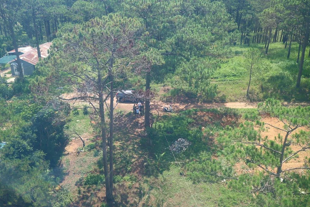 Hàng loạt cây thông ở Đà Lạt bị “bức tử” trong khu dân cư ảnh 9