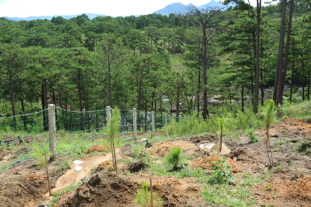 Giải toả rào chắn phân lô đất rừng Đà Lạt ảnh 3