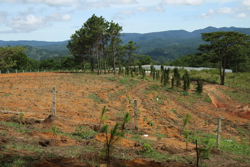 Giải toả rào chắn phân lô đất rừng Đà Lạt ảnh 6