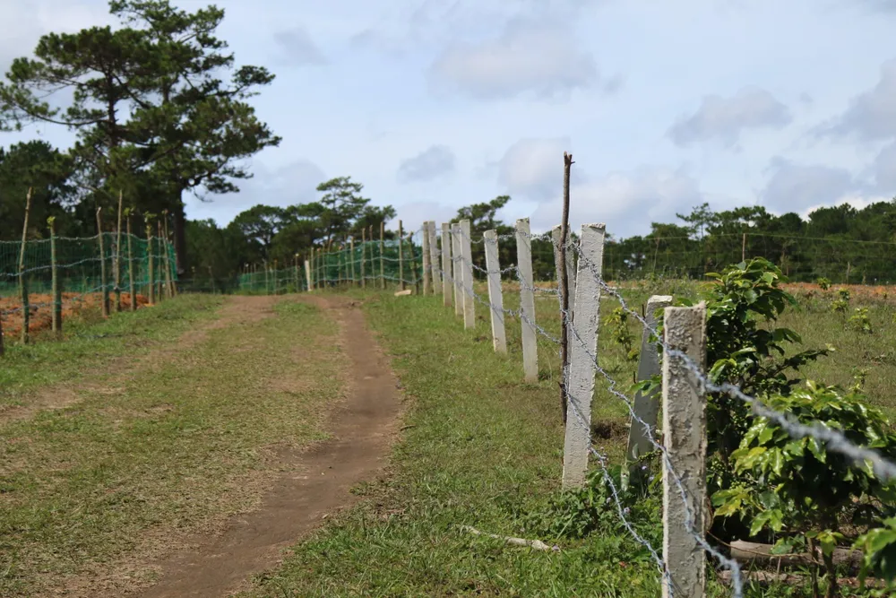 Giải toả rào chắn phân lô đất rừng Đà Lạt ảnh 4