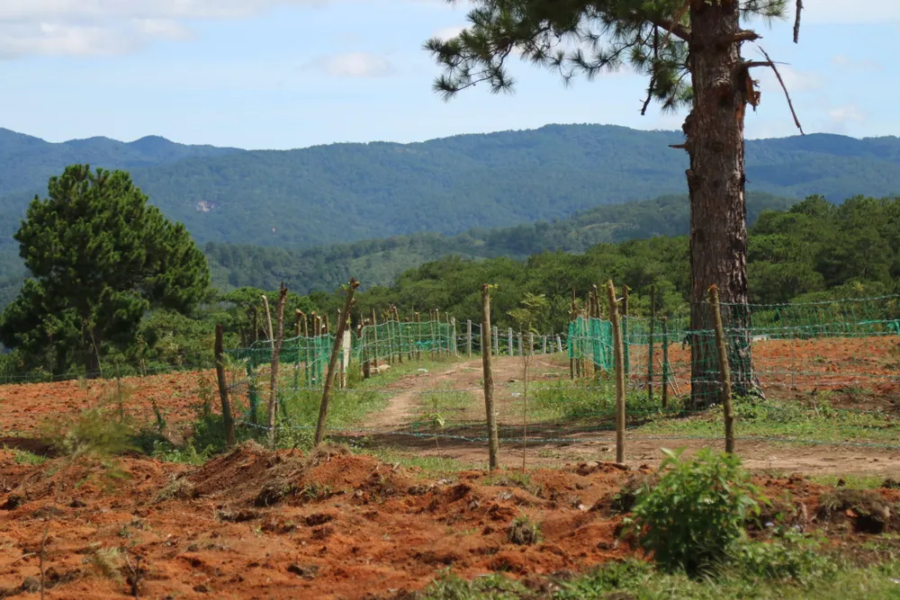 Giải toả rào chắn phân lô đất rừng Đà Lạt ảnh 5