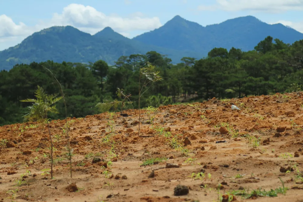 Giải toả rào chắn phân lô đất rừng Đà Lạt ảnh 7