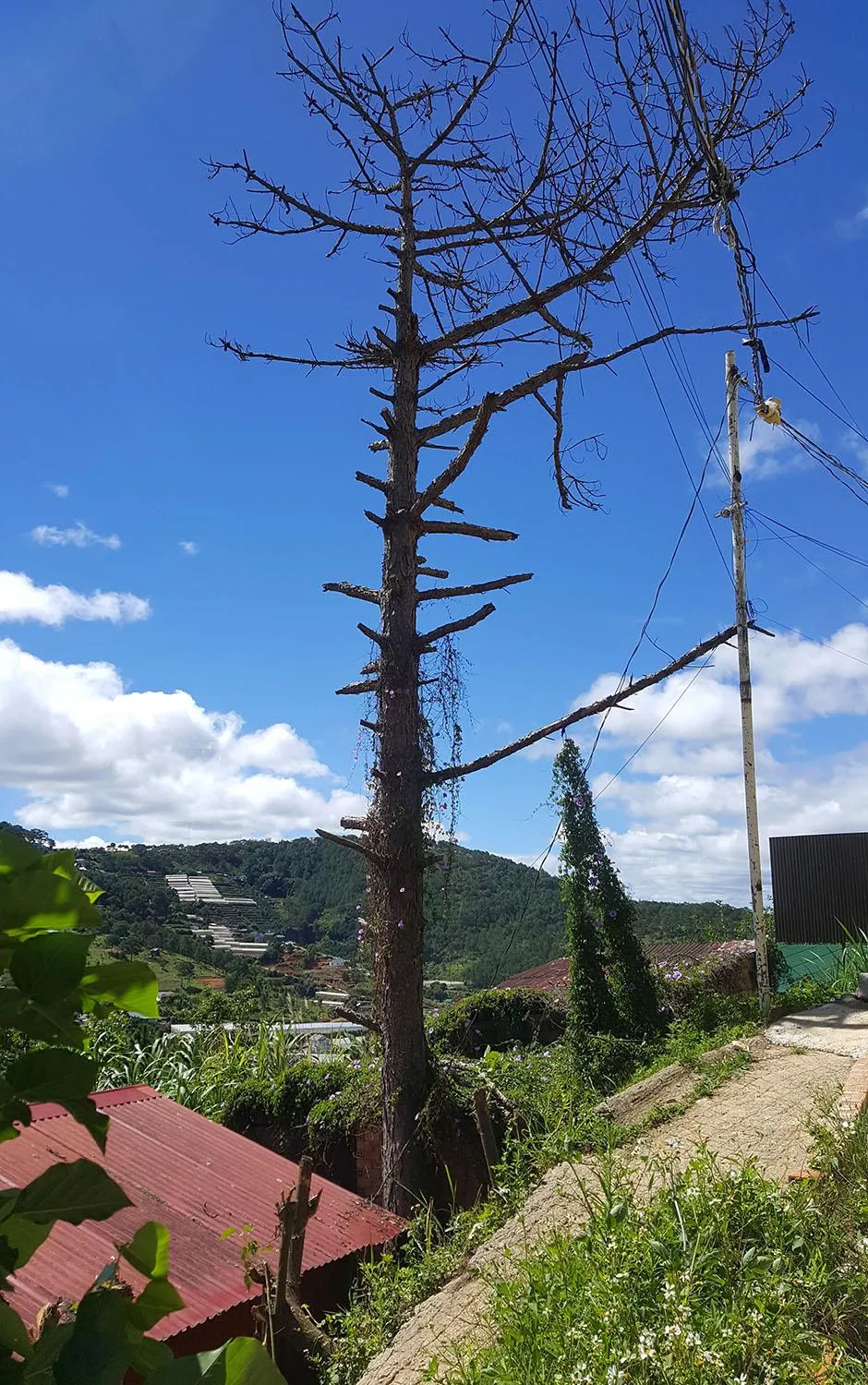 Những cây thông Đà Lạt bị "nhốt" trong nhà ảnh 5