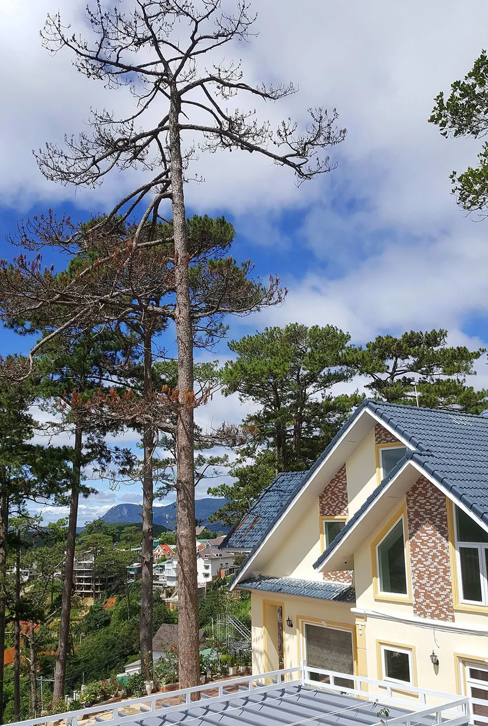 Những cây thông Đà Lạt bị "nhốt" trong nhà ảnh 7