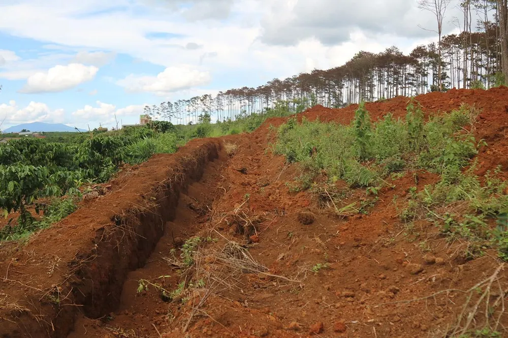 Rừng thông ở Lâm Đồng lại bị đầu độc, chết khô ảnh 12