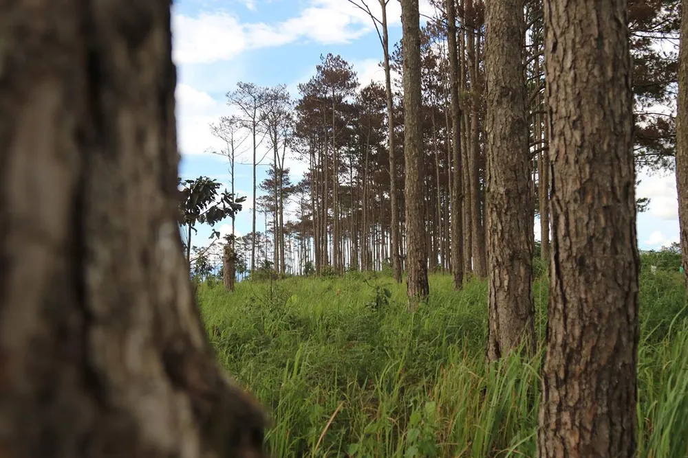 Rừng thông ở Lâm Đồng lại bị đầu độc, chết khô ảnh 10