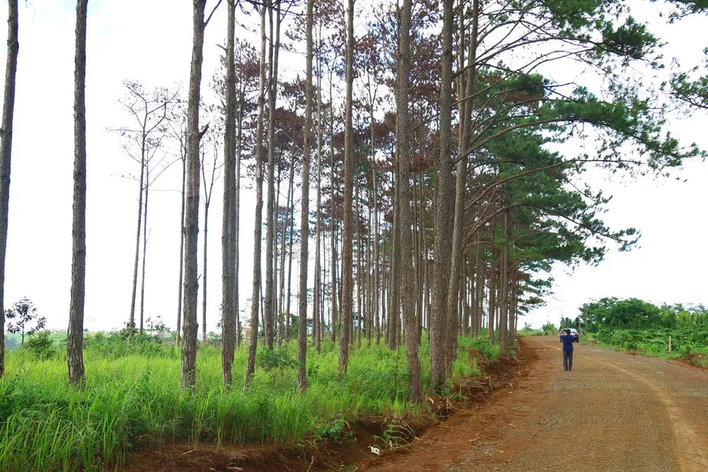 Rừng thông ở Lâm Đồng lại bị đầu độc, chết khô ảnh 8