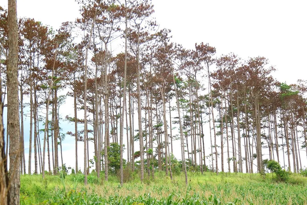 Rừng thông ở Lâm Đồng lại bị đầu độc, chết khô ảnh 3