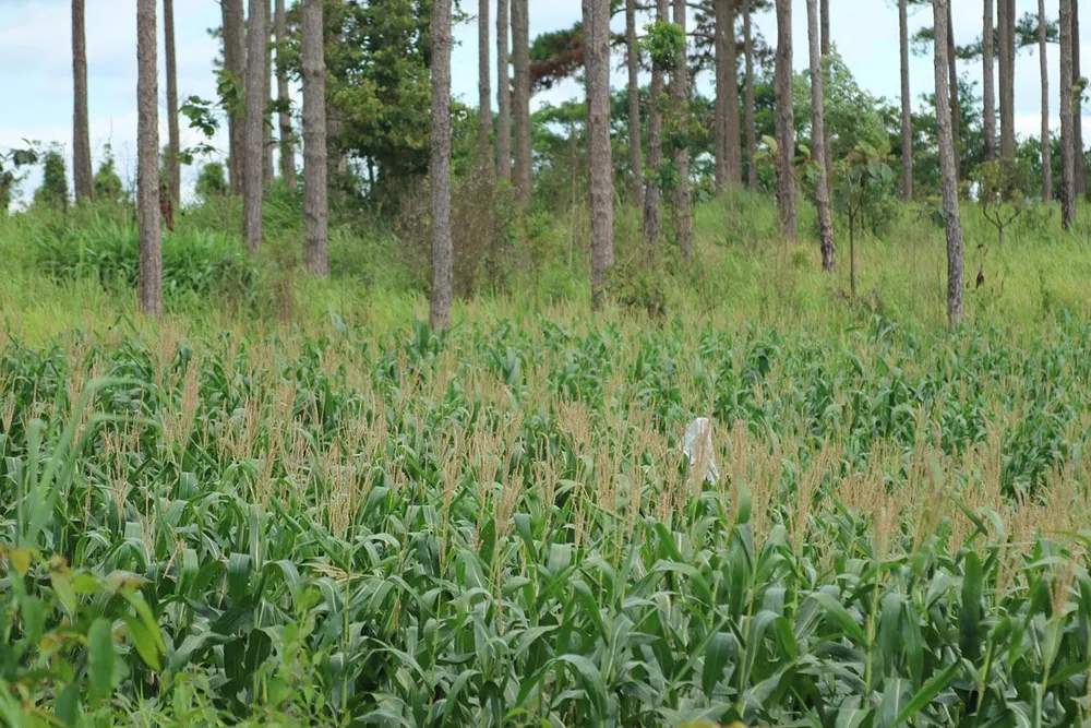 Rừng thông ở Lâm Đồng lại bị đầu độc, chết khô ảnh 9