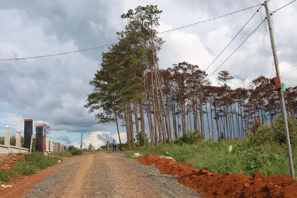 Rừng thông ở Lâm Đồng lại bị đầu độc, chết khô ảnh 2