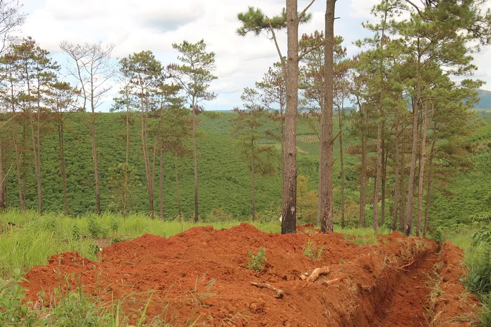 Rừng thông ở Lâm Đồng lại bị đầu độc, chết khô ảnh 13