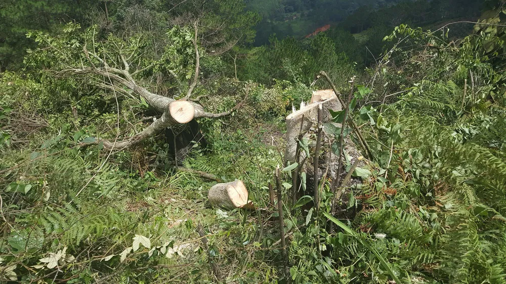 Bắt 11 đối tượng đem cưa máy phá rừng phòng hộ ở Đà Lạt ảnh 2
